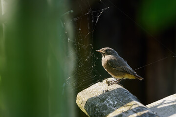 A baby brown bird on a log.