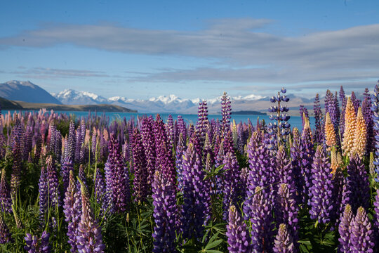 Lupin Field 