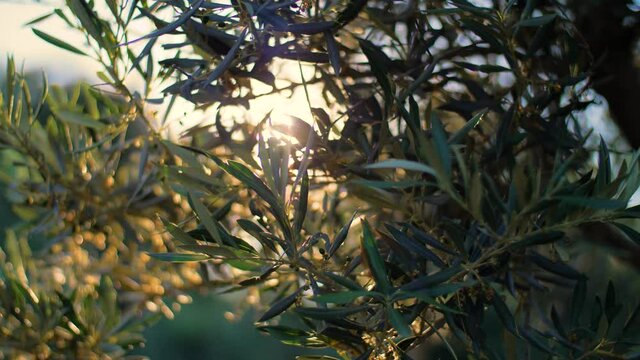 Natural background of Olive tree and leaves during sunset. Beautiful Mediterranean summer vibe with bokeh and sunshine in the Italian nature. Close up, 4K.