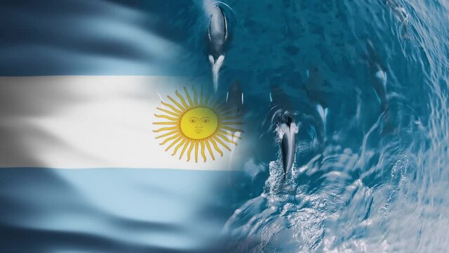Argentina flag, split with Orca killer whales, in Patagonia - 3d render animation