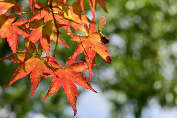 紅葉