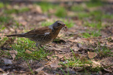 The fieldfare eats an earthworm while sitting on the ground. Hunting bird. The fieldfare looking for food in early spring day.