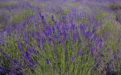 Naklejka premium The image shows a very beautiful view of a rich lavender field. Natural and herbal landscape. Color lavender field. Flowering bushes on a lavender plantation. City Park. Kyiv, Ukraine,