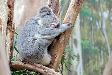 Koala ( Phascolarctos cinereus ).