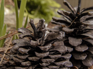 pine cones on the ground