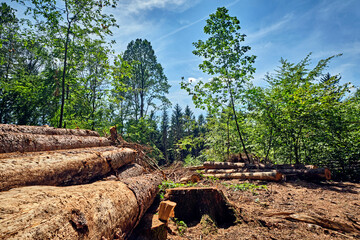 Von der Dürre geschädigt und / oder vom Borkenkäfern befallene Bäume in einem Waldstück.
