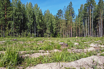 A large clearing in the forest after logging on a summer day