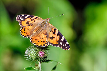 Distelfalter ( Vanessa cardui ) auf dem Blütenstand einer Eselsdistel ( Onopordum acanthium ).