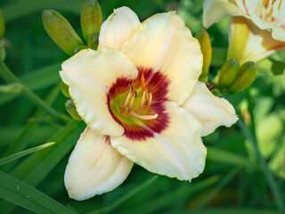 Lovely Hemerocallis daylily flower variety Pandoras Box