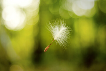 Dandelion seed floating in the air in the forest
