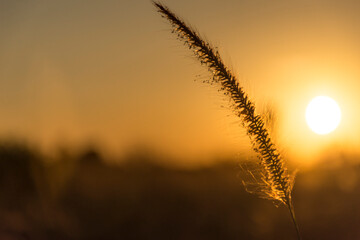 silhouette of grass flower in sunset.