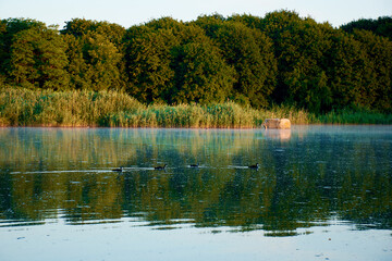 duck family silhouette on the evening lake. Sunset on the lake, reflection on the water.
