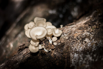 Squarrosulus mushrooms are growing on the logs.