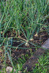 A fragment of a garden bed with onions on a summer evening close-up