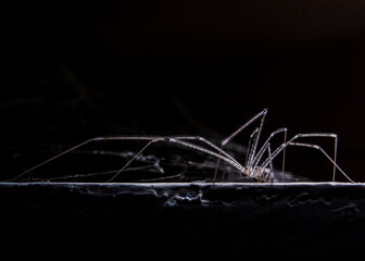 Common House Spider In Darkness