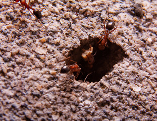 Ants On Entrance Of Colony