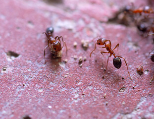 Two Ants Observing Food Particles