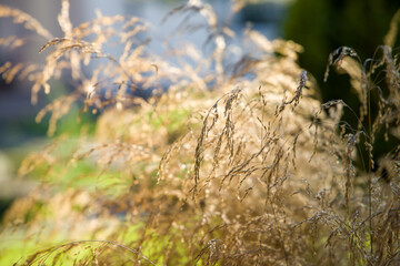 Dry grass in the wind.