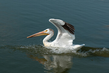 American White Pelican landing at Last Mountain Lake Saskatchewan Canada
