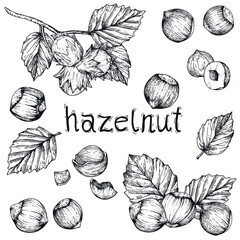 Vector collection with hazelnuts. Hand-drawn sketches with nuts on a white background. Vintage style engraving