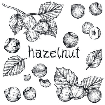 Vector collection with hazelnuts. Hand-drawn sketches with nuts on a white background. Vintage style engraving