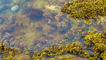 Aquatic Plants On Seashore In Tundra. Beyond Arctic Circle. Tundra Landscapes. Natural Vivid Background With Wild Nature. Natura Wallpaper.