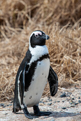 African penguin walking on a beach in Cape Town, South Africa