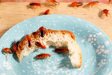 close-up of a many cockroaches climb on bread on a plate on the table. pest control