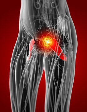 medical  illustration of the pectineus