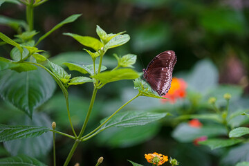Butterflies are hardy creatures that feed on pollen.