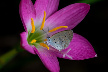 Flower and insect. A butterfly sucking nectar from a pink flower