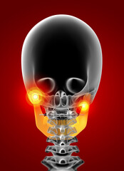 3d render medical illustration of the jaw bone