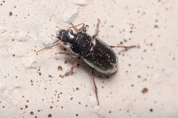 Ground beetle, Harpalus sp., climbing a concrete wall under the sun. High quality photo