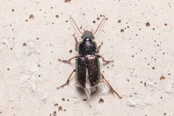 Ground beetle, Harpalus sp., climbing a concrete wall under the sun. High quality photo