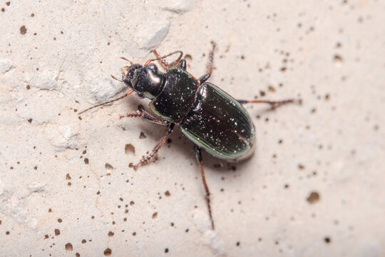 Ground beetle, Harpalus sp., climbing a concrete wall under the sun. High quality photo