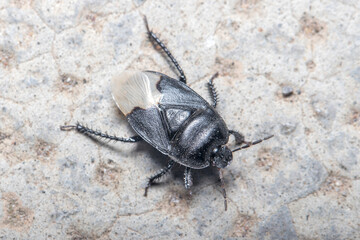 Burrowing bug, Cydnus aterrimus, walking on a concrete floor. High quality photo