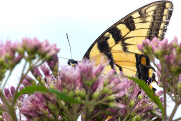 Tiger swallowtail butterfly on Joe Pye Weed in New Hampshire.