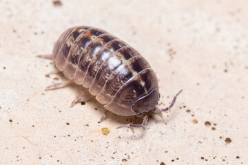 Roly poly bug, Armadillidium vulgare, walking on a concrete floor under the sun. High quality photo