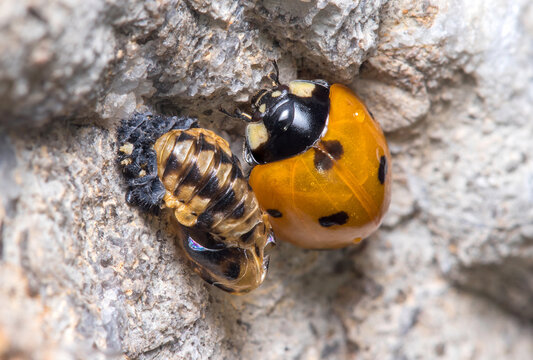 Seven-spot ladybird, Coccinella septempunctata, resting beside her own pupa. High quality photo