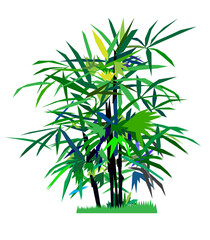 The slender, pointed leaves grow all over the tropical region.