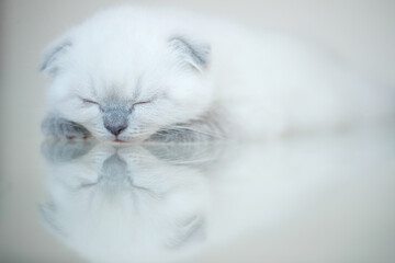 Beautiful Scottish kitten. High quality photo. High quality photo