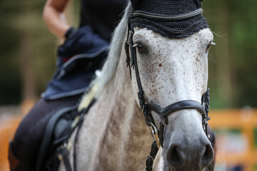 Horse with rider close-up head, trout gray with ear cap and bridle, focus on the eye area..