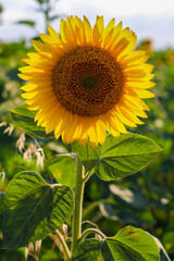 Sunflower natural background. Sunflower blooming. Close-up of sunflower