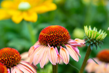 Enchinacea flower, selective focus