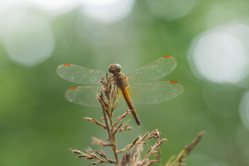 The Head of Damselflies on Plants