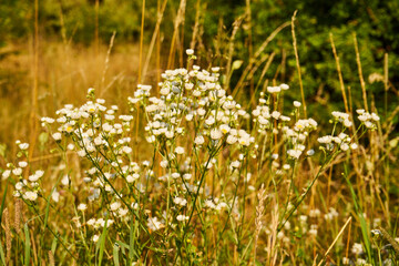 Obraz premium Tanacetum parthenium , Wrotycz maruna