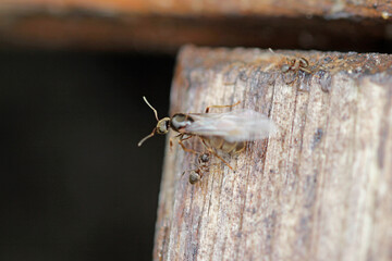 Preparation for swarming of the black path ants