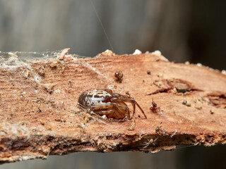 False widow spider. Steatoda nobilis 