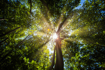 sun rays in green forest