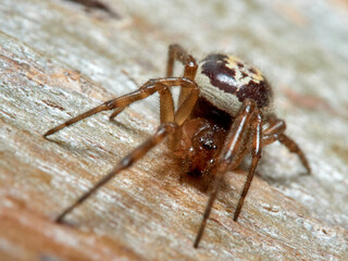 False widow spider. Steatoda nobilis 